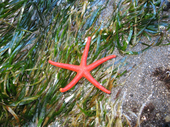  Henricia leviuscula (East Pacific Blood Star)